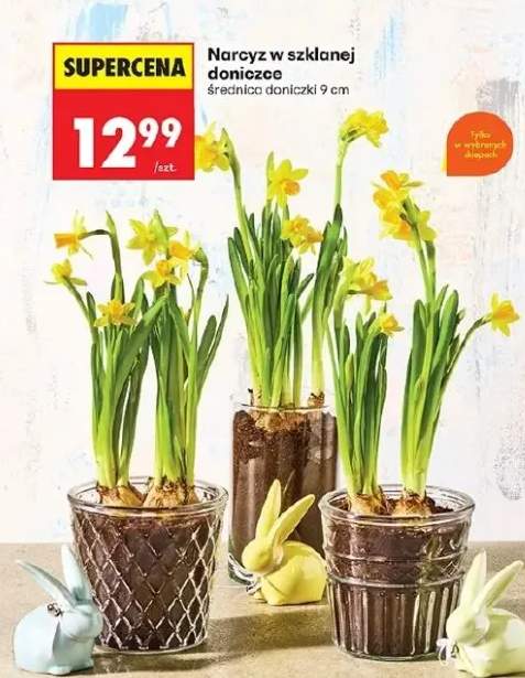 Narcyz w szklanej doniczce