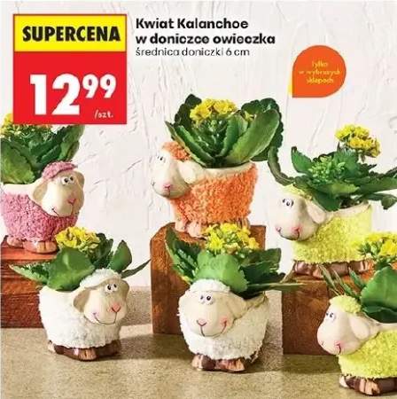 Kwiat Kalanchoe w doniczce owieczka średnica doniczki 6 cm