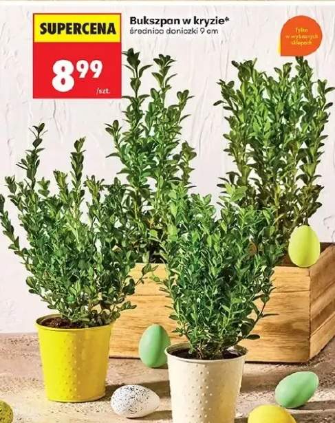 Bukszpan w krzyzie średnica doniczki 9 cm