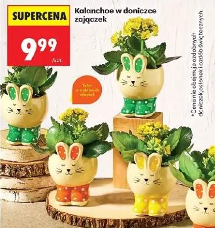 Kalanchoe w doniczce zajączek
