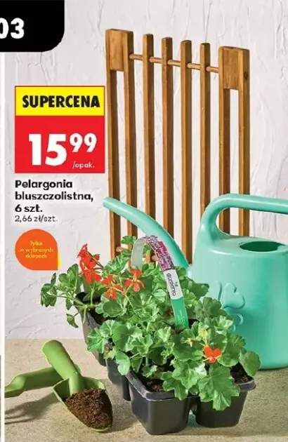 Pelargonia bluszczolistna, 6 szt.