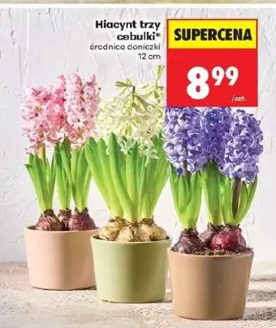 Hiacynt trzy cebulki średnica doniczki 12 cm