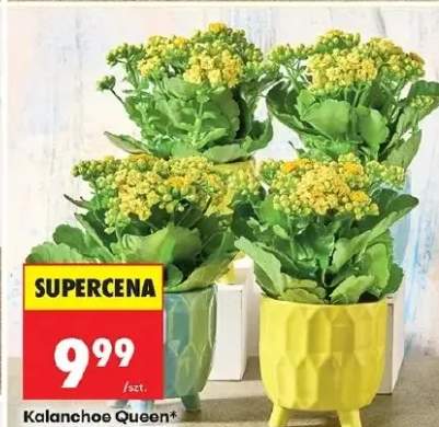 Kalanchoe Queen średnica doniczki 10,5 cm