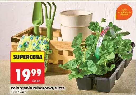 Pelargonia rabatowa, 6 szt.