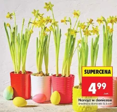 Narcyz w doniczce średnica doniczki 8.5cm