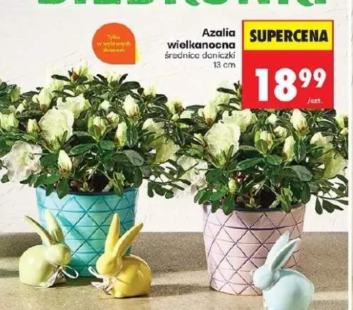 Azalia wielkanocanocna średnica doniczki 13cm