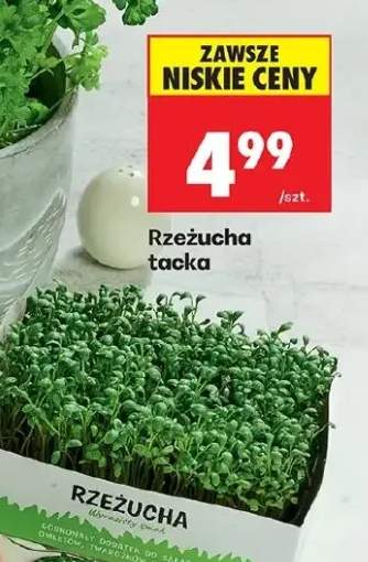 Rzeżucha tacka