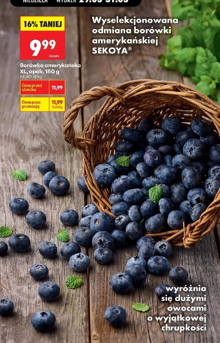 Borówka amerykańska XL