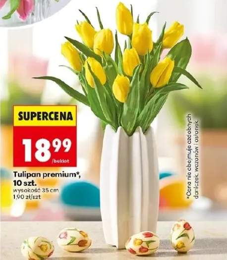 Tulipan premium