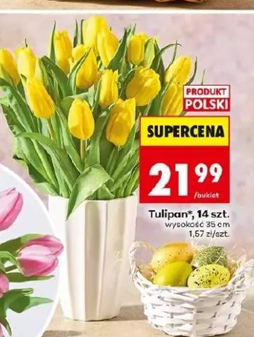 Tulipany żółte