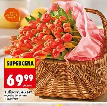 Tulipan 45 szt. wysokość 35 cm