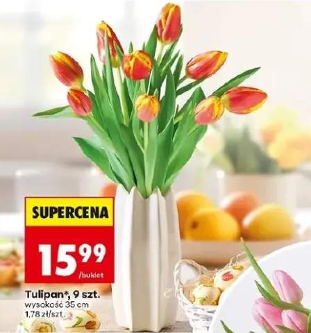Tulipan