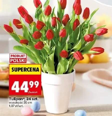 Tulipan 24 szt. wysokość 35 cm