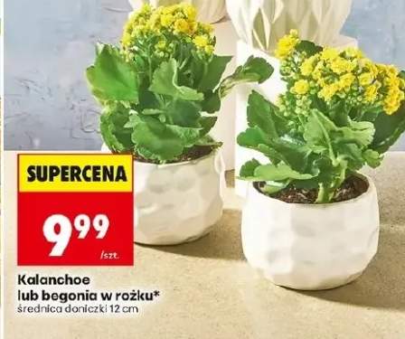 Kalanchoe w różku średnica doniczki 12cm