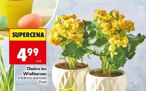 Owies na Wielkanoc średnica doniczki 9 cm