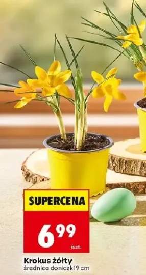 Krokus żółty średnica doniczki 9 cm