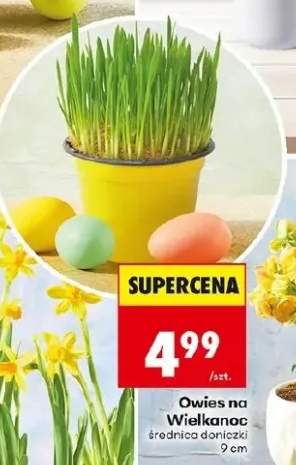 Owies na Wielkanoc średnica doniczki 9cm