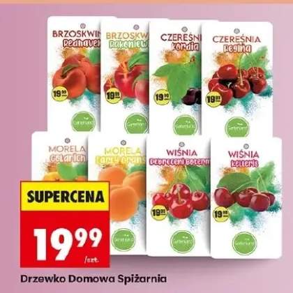 Brzoskwinia pędnavel