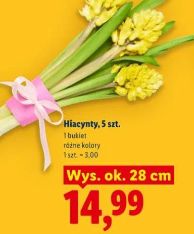 hiacynt