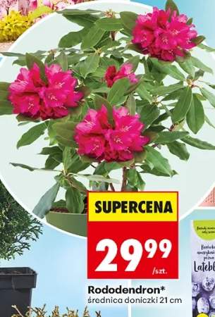 Rododendron średnica doniczki 18 cm