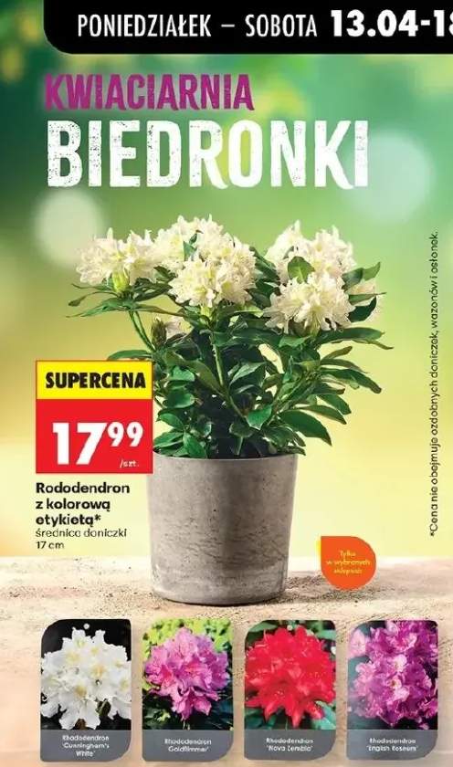 Rododendron z kolorową etykietą