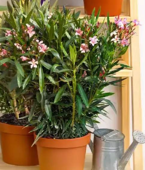oleander