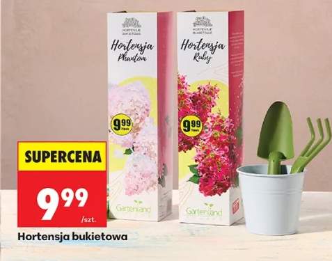 Hortensja Phantom bukietowa