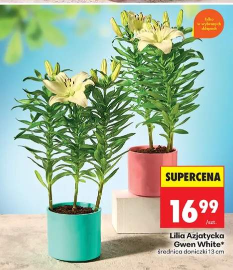 Lilia azjatycka Gwen White