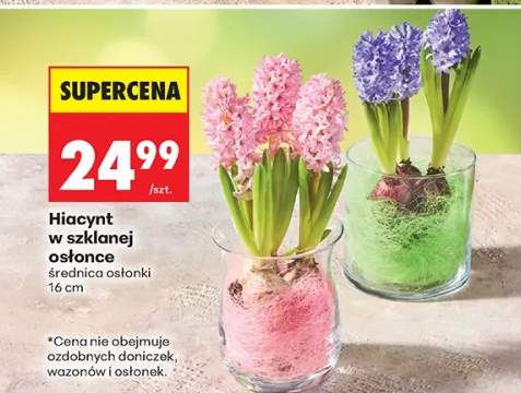 Hiacynt w szklanej osłonce