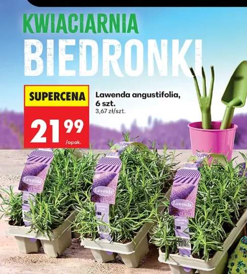 Lawenda angustifolia