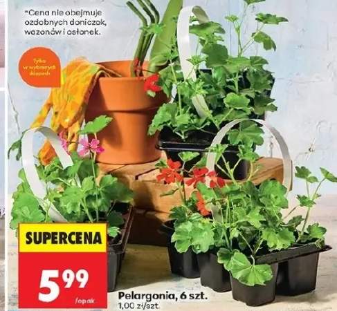 Pelargonia