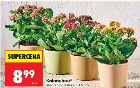 Kalanchoe średnica doniczki 10,5 cm