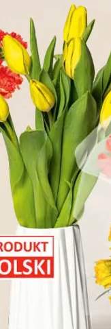 tulipany