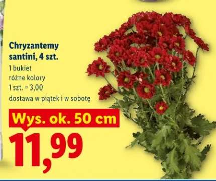 chryzantema