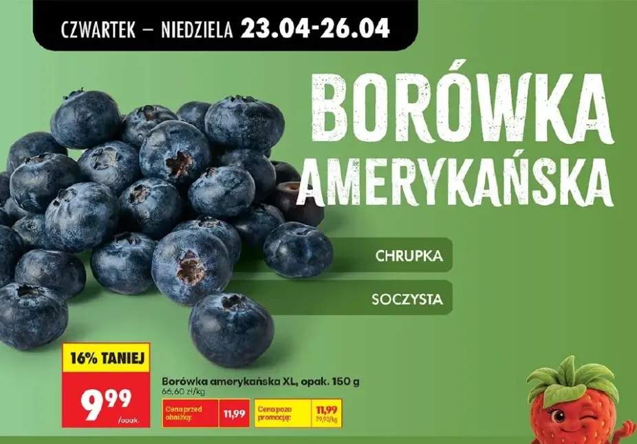 Borówka amerykańska XL