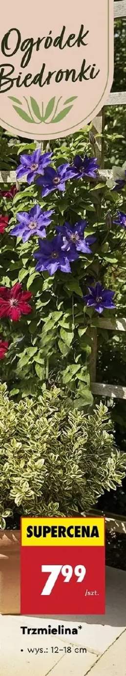 Trzmielina wys. 12-18cm