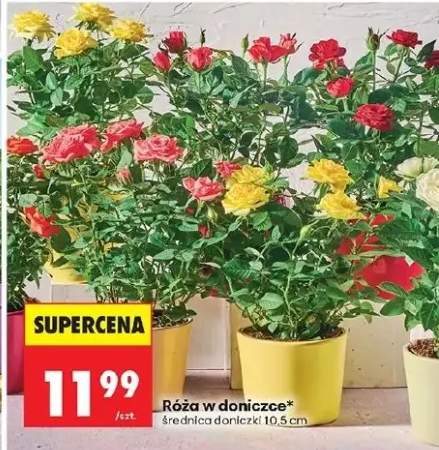 Róża w doniczce średnica doniczki 10,5cm