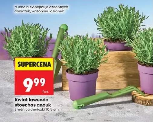 Kwiat lawenda stoechas anouk średnica doniczki 10,5cm