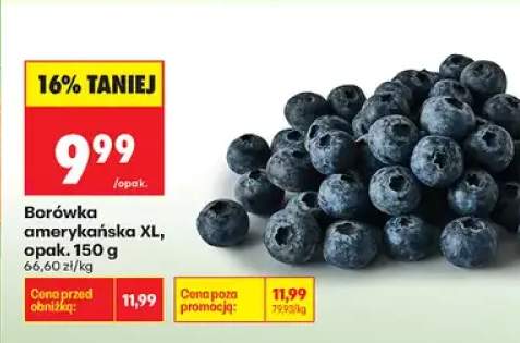 Borówka amerykańska XL