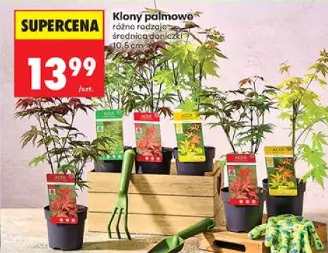 Klony palmowe średnica doniczki 10,5cm