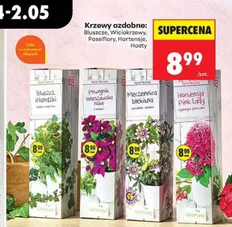 Krzew ozdobny Hortensja Pink Lady Gartenland