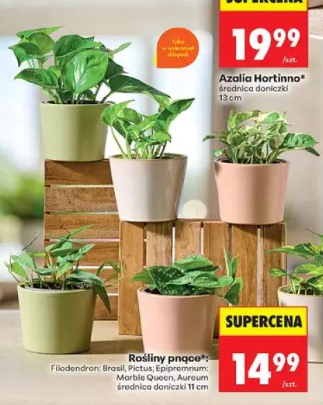 Roślina pnąca Epipremnum Aureum średnica doniczki 11cm