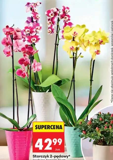 Storczyk 2-pędowy średnica doniczki 12cm