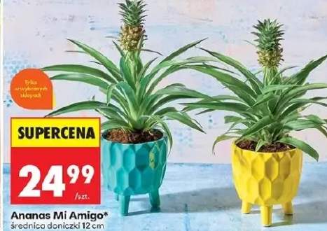 Ananas Mi Amigo w doniczce średnica 12cm