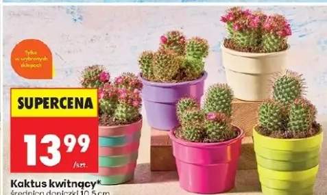 Kaktus kwitnący średnica doniczki 10,5cm