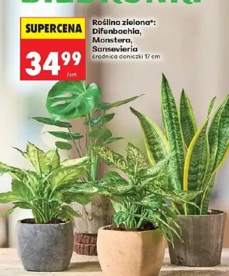 Roślina zielona Difenbachia średnica doniczki 17cm