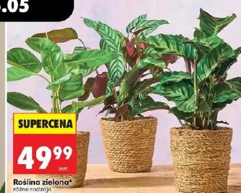 Roślina zielona średnica doniczki 17cm