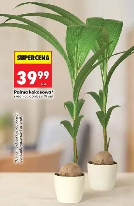 Palma kokosowa średnica doniczki 19cm