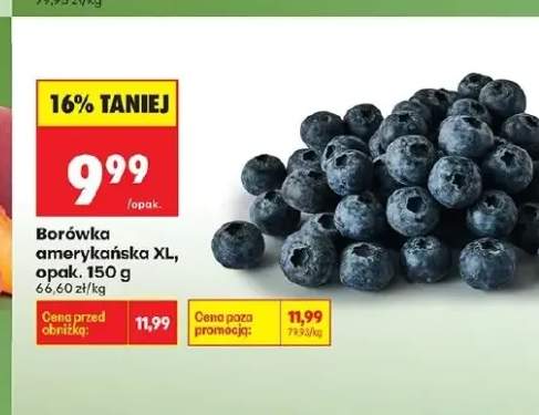 Borówka amerykańska XL
