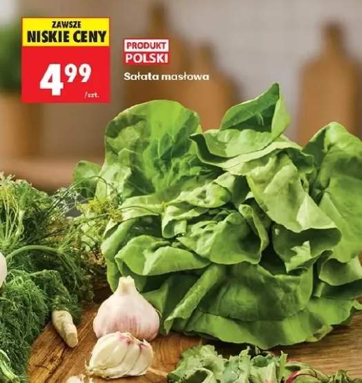 Sałata masłowa polska